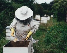 La produzione di miele in Toscana e non solo è in difficoltà