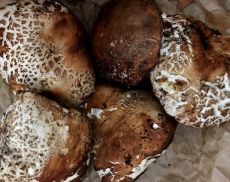 Funghi trovati nella zona di Montalcino