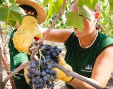 La magia della vendemmia del Brunello con Rosewood Castiglion del Bosco