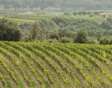 Vigneti a Montalcino