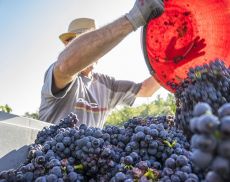 Vendemmia a Montalcino