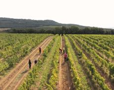 Vendemmia di Brunello ad Argiano 2024