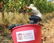 Torna Cantine Aperte in vendemmia, appuntamento promosso dal Movimento Turismo del Vino Toscana