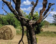 “Montalcino Wine Tree”, parte il countdown per la raccolta fondi
