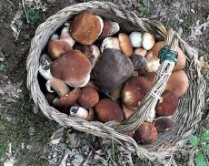Paniere di funghi