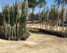Le nuove piante arrivate per essere piantate in zona Pineta Osticcio