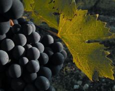 Il Biodistretto è un tema che abbraccia anche i vitigni di Montalcino