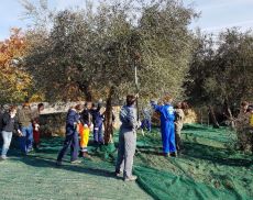 Studenti dell'Agrario fanno pratica con la raccolta delle olive
