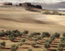 I tipici oliveti della campagna toscana