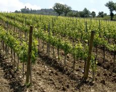 Le vigne di Montalcino non sono a rischio stredd idrico