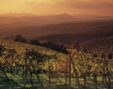 Una veduta delle vigne di Montalcino