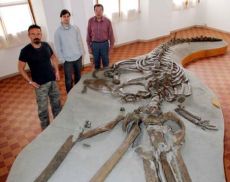 “Brunella”, la balena fossile ritrovata nei terreni di Castello Banfi