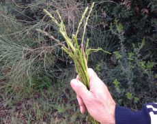 Gennaio 2014: asparagi selvatici a Montalcino