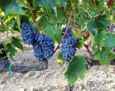 Vendemmia 2018, previsioni positive per il vino Orcia Doc