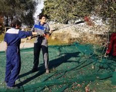Studenti dell'Agrario fanno pratica con la raccolta delle olive
