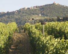 I filari della Tenuta Paradiso di Frassina, con le casse che trasmettono musica classica per il benessere delle viti