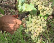 Primo taglio delle uve bianche a Montalcino