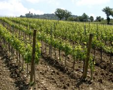 Le vigne di Montalcino